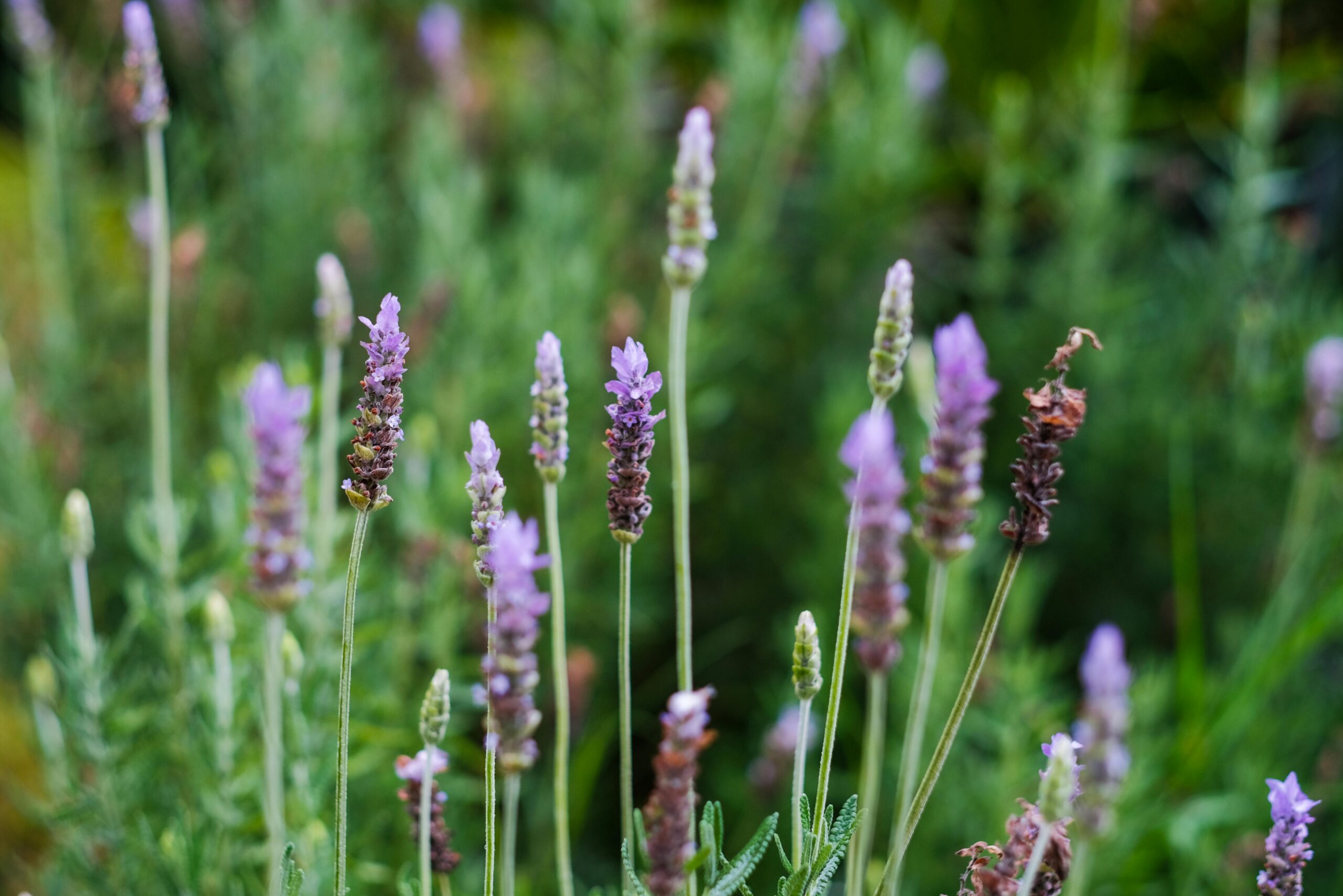 Local herbs