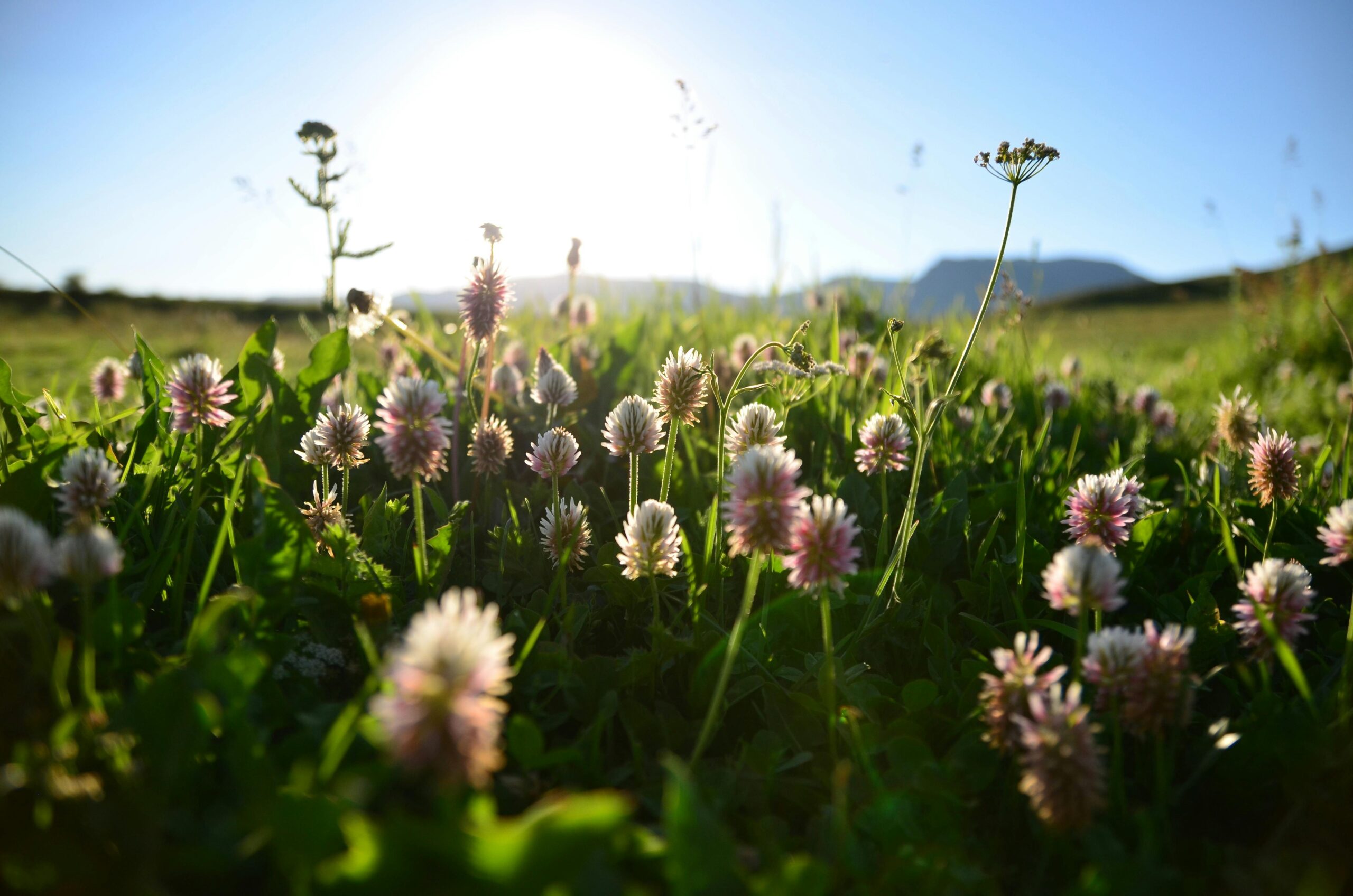 Wildflowers Clover Aum Nii herbals